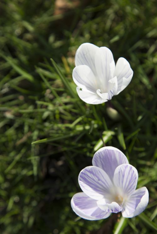 Spring Flower, Crocuses