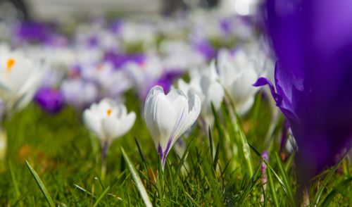 Spring Flower, Crocuses