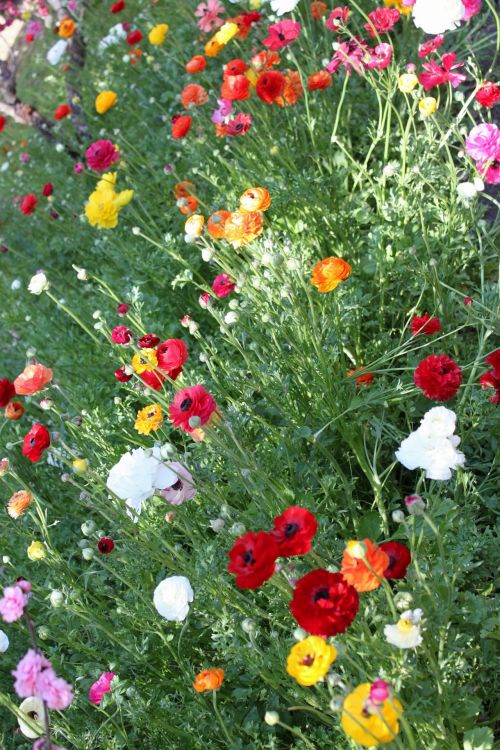 Spring Flower In Blossom