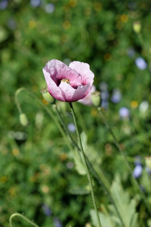 Spring Flower In Blossom