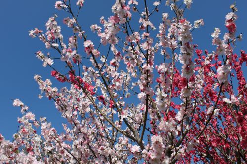 Spring Flower In Blossom