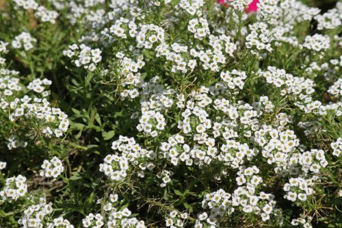 Spring Flower In Blossom