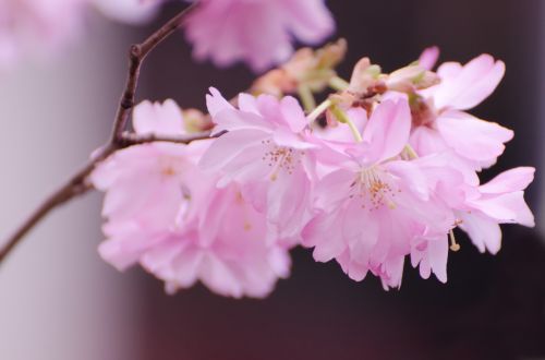 Spring Flower On The Branch