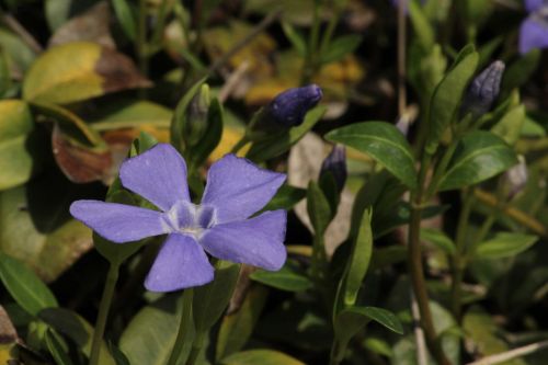 Spring Flower