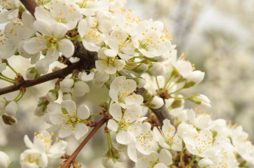 Spring Flowering