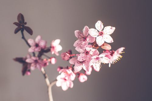 spring flowers purple purple spring flower