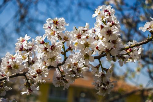 spring flowers flower nature