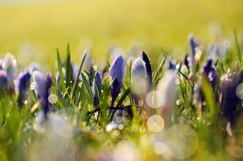 Spring Flowers