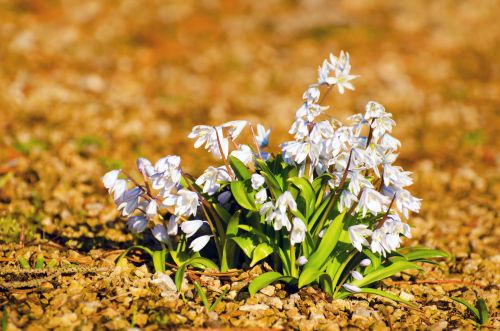 Spring Flowers