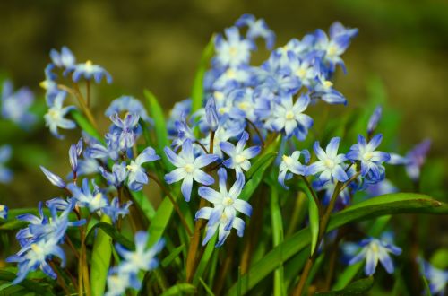 Spring Flowers