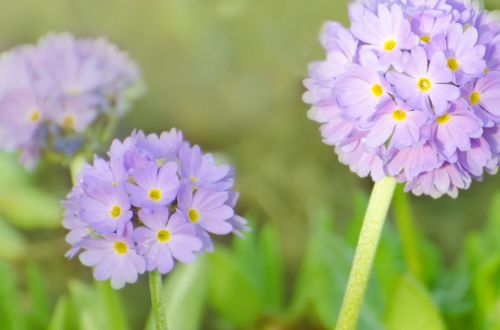 Spring Flowers