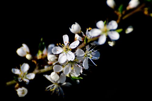 Spring Flowers