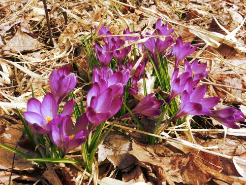 Spring Flowers