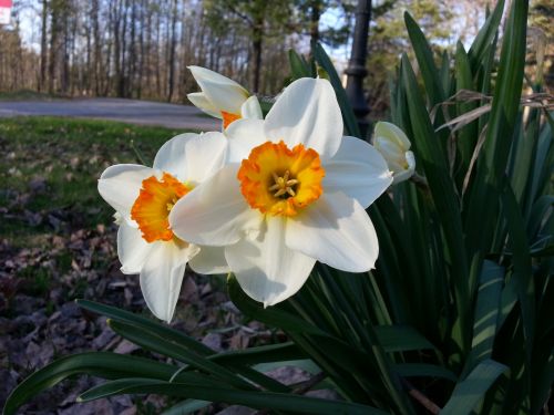 Spring Flowers