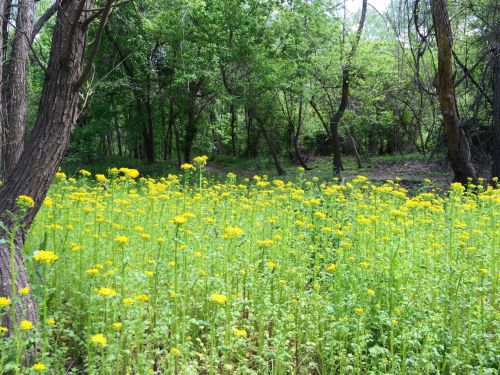 Spring Flowers