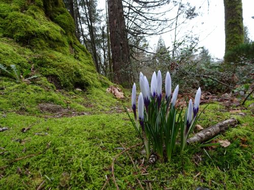 Spring Flowers