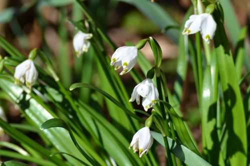 spring flowers snow drop green