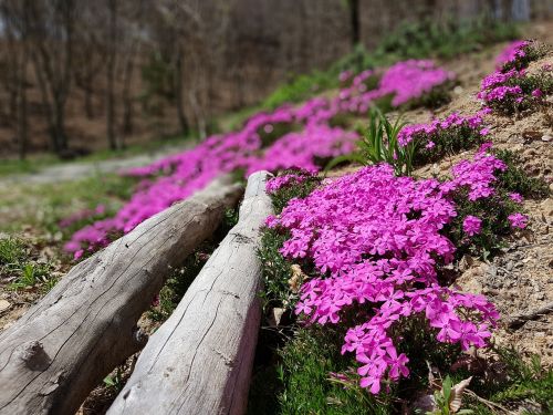 spring flowers floor failure fujiyoshida fire festival flower grass