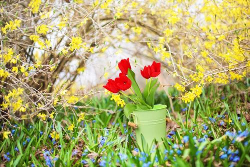 spring flowers forsythia yellow