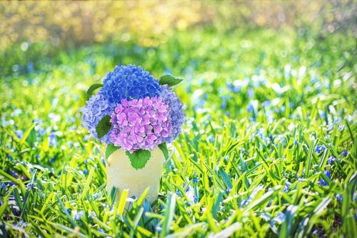 spring flowers hydrangeas purple