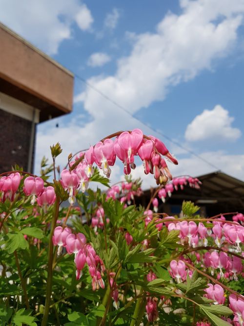 spring flowers sky flowers