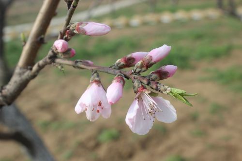 spring flowers bud peach blossom