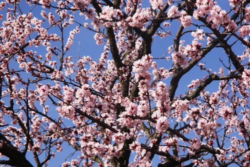 spring flowers branches pink flower