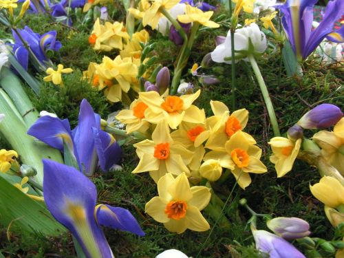 spring flowers narcissus iris