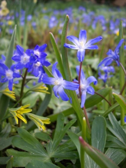 spring flowers blue flowers