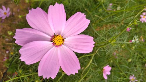 spring flowers flowers bloom flower