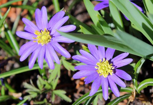 spring flowers nature flower