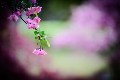 spring flowers  spring  flower photo