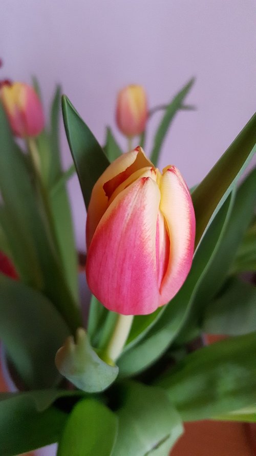 spring flowers  tulip  flowers