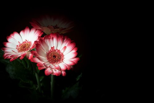 spring flowers  gerbera  flowers