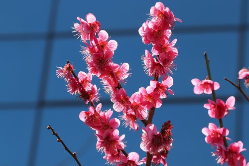 spring flowers  flower tree  spring