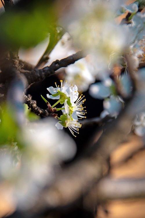 spring flowers  bloom  spring flower