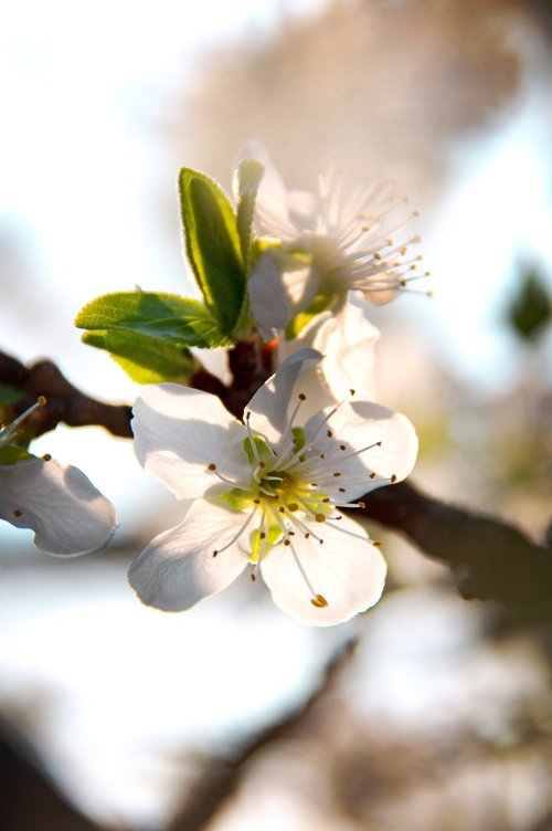 spring flowers  bloom  spring flower