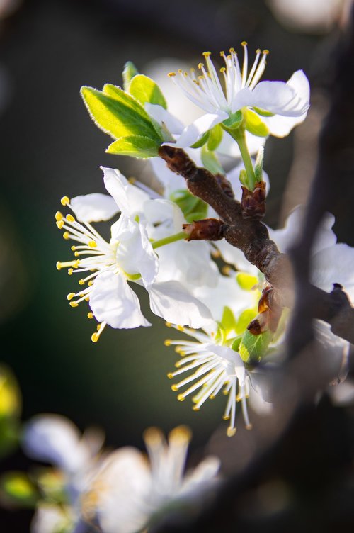 spring flowers  bloom  spring flower