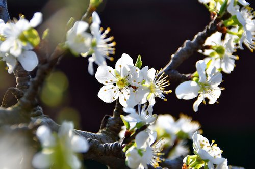 spring flowers  bloom  spring flower