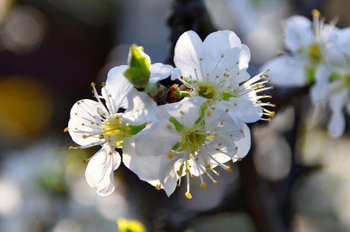 spring flowers  bloom  spring flower