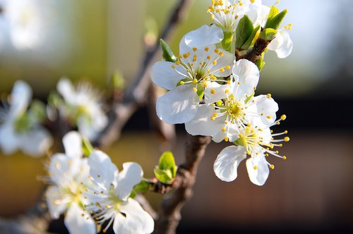 spring flowers  bloom  spring flower