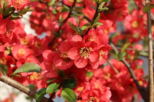 spring flowers  flowering  red
