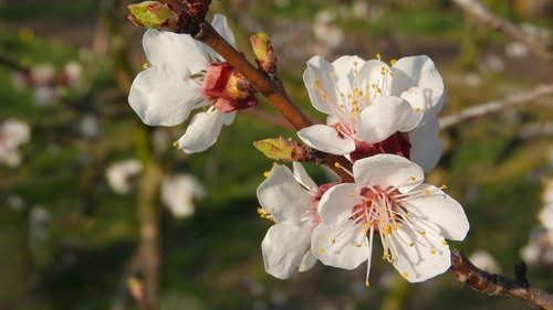 spring flowers  white flowers  flowers of apricots