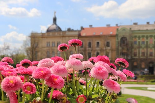 spring flowers  pink daisy  bellis perennis