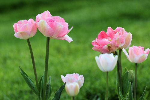spring flowers  pink tulips  blossom