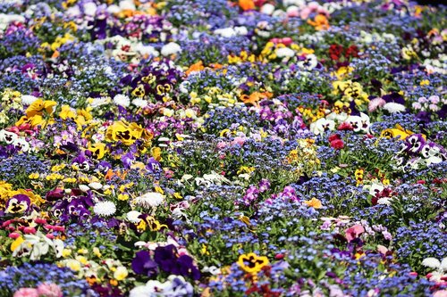 spring flowers  colorful  flower bed