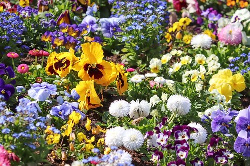 spring flowers  colorful  flower bed