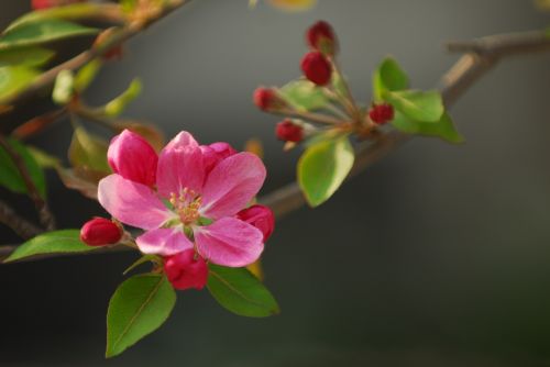 spring flowers flowers pink flower