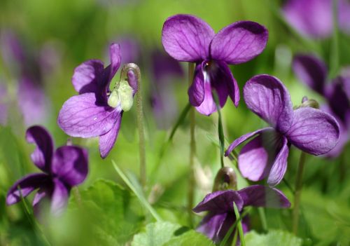 spring flowers violets nature