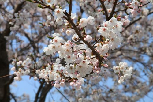 spring flowers cherry blossom boryeong dam